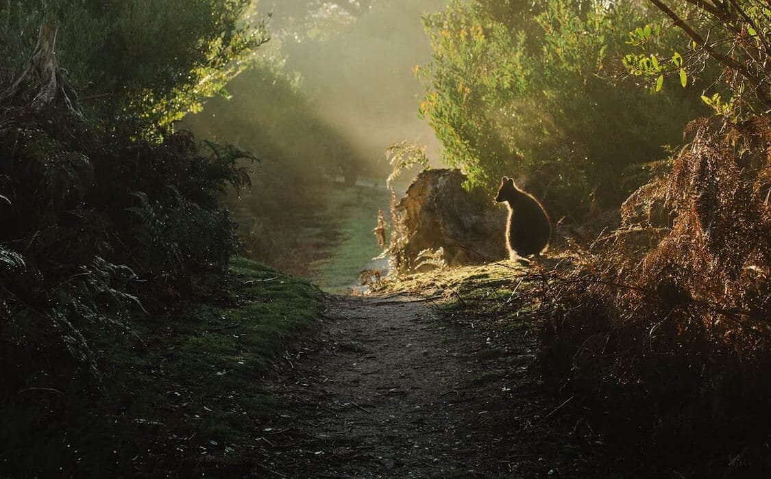 A small kangaroo or wallaby sits beside a sunlit forest path, surrounded by dense green foliage and trees in soft morning light.